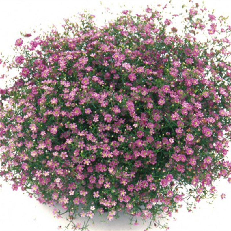 深玫紅色（半重瓣花）