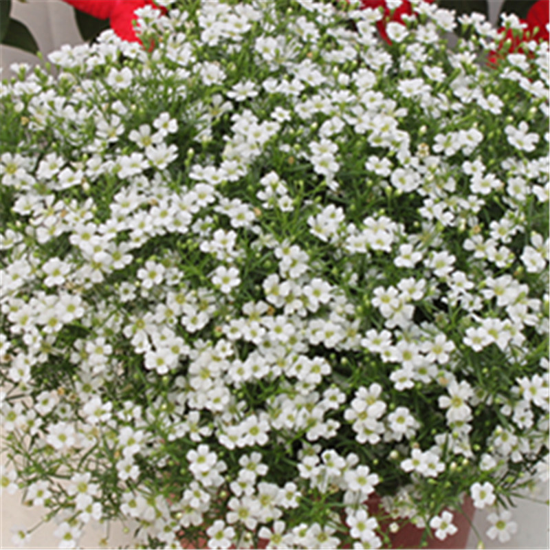 緊湊白色（單瓣花）